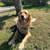 Wadethegolden - @wadethegolden123 - TikTok