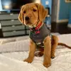 Wadethegoldenretriever - @wadethegoldenretriever - TikTok