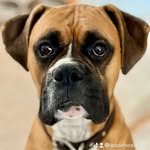 Wade Healy - @siksikasupaman - Instagram
