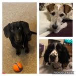 Wade Hounds - @wade.hounds1 - Instagram