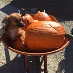 Wade Holcomb - @wade_the_dog3 - Instagram