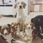 The Wade Pack - @thewadepack - Instagram