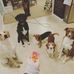 The Wade Pack - Facebook