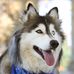 Wade; Delta Heir of Ninmanie Pack - Facebook