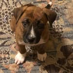 Wade Phipps - @buddyandmemake2 - Instagram