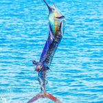 wade pierce - @wadepierce5 - Instagram
