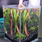 PlantedTankWade - @wade.plantedtank - Instagram