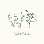 @wade.plants - Instagram