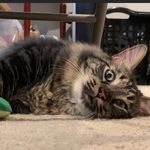 Wade Poole - @hordecraft12 - Instagram