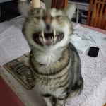 Tomas Wade Ramirez - @c00l_cat15 - Instagram
