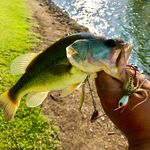Wade Reed - @hemireed1983 - Instagram