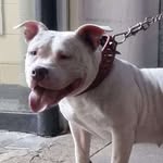 Wade Richards - @rchbullys - Instagram