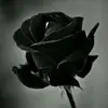 Wade Roche - @waderoche - TikTok