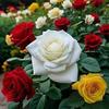 wade Rooti - @wade.rooti - TikTok