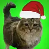 OiaOia Cat - @wadersus - TikTok