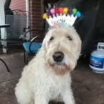 Wade Shaw - @shawdog2571720 - Instagram