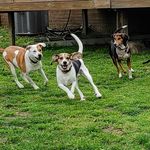 Wade Sims - @wades_waggin_tails - Instagram