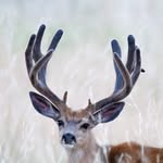 Wade Steffenhagen - @rockymtnimages - Instagram