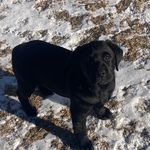 Wade Sutton - @onarock_labradors - Instagram