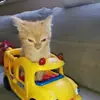 Wade Sweet - @wade.sweet - TikTok