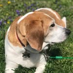 Wade Torres - @wadethebeagle - Instagram
