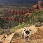 Peterson Wade Wiggins - @wiggins_the_pug - Instagram