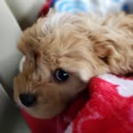 Wade Wilson Wilkinson - @wadewilsonwilkinson - Instagram
