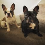 Winnie & Wade - @winnieandwadepugh - Instagram