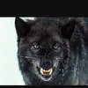 Wade Wolf227 - @wadewolf216 - TikTok