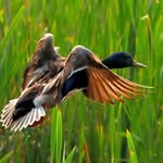 Wadewoolard - @wadewoolard2189 - Instagram