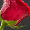 wael .abdallah - @waelabdullahl - TikTok