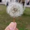 wafa Iqbal - @wafa.iqbal01 - TikTok
