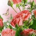 Wafa Iqbal - @wafa.iqbal.927 - Instagram