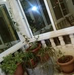 Wafa Jaber - Facebook