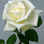 Wafa Mohamed - @wafa.mohamed.1420354 - Instagram