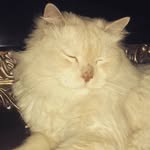 Wafa Nasir - @wafanasir70 - Instagram