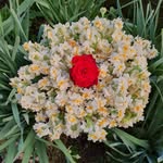 Wafa Nasser - @wafanaser29 - Instagram