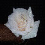 wafa_rahman - @wafa_rahman - Instagram
