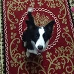 Wagner Mello - @wagnermelloadestradork9 - Instagram