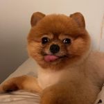 Waiman Wu - @my2dearblossom - Instagram