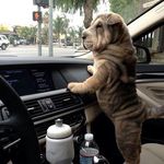 Waldemar Morales - @waldemarmorales19070 - Instagram