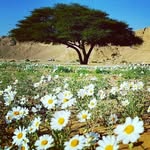 وليد جابر آل بوخلف - @waleed_._jaber - Instagram