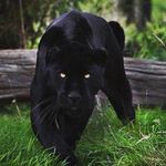 Walid Haddad - @hadwalid - Instagram