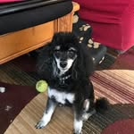 Walker Bennett - @mrwalkerbpoodle - Instagram