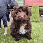 Davenport Dog Walker - @davenport_dogwalker - Instagram