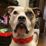 CACC Dog Walker & Foster - @sephorafosterdogs - Instagram
