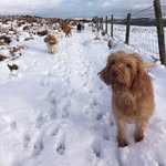 Grindleford dog walker - @grindleforddogwalker - Instagram