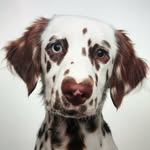 Buckley Walker Shaw - @buckley_the_dalmatian - Instagram