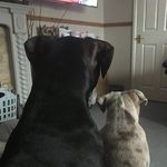 Dog Walker • Simpson - @gingersnapsdogwalks - Instagram
