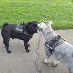 Dog walker Stockton on Tees - @nicoles_dog_walking - Instagram